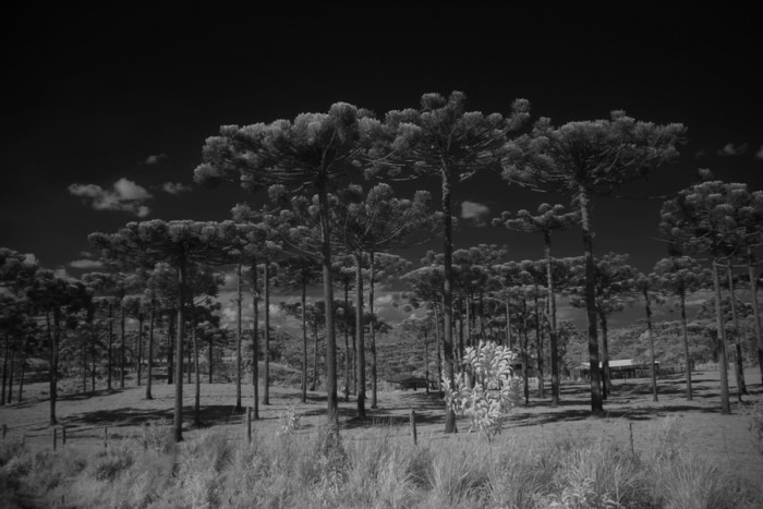 DSCF0990 IR