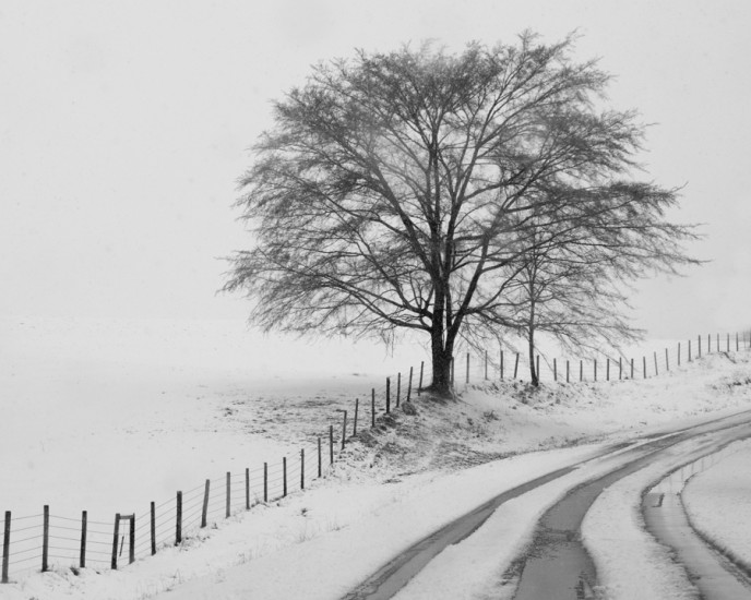 Snow in Georgia  1st B W